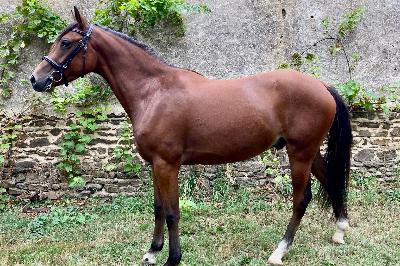 LUCKY CHARM DU GARON