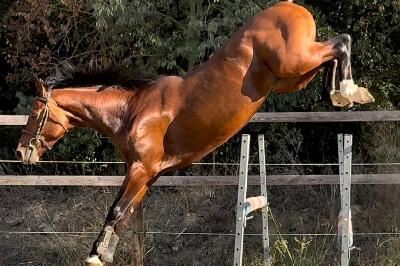 L&#039;ESPRIT D HOUCHES