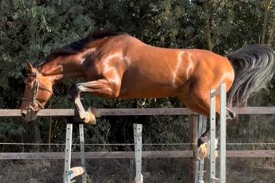 L&#039;ESPRIT D HOUCHES