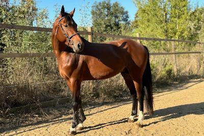 L&#039;ESPRIT D HOUCHES