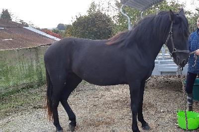 LIDEALE PRINCES NOIRS
