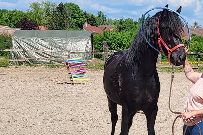 LIDEALE PRINCES NOIRS
