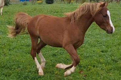 Mystral d&#039;Eymas