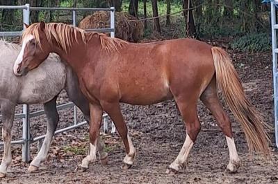 Mystral d&#039;Eymas