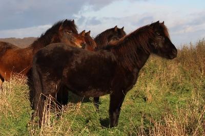 MARA JADE DU COTTAGE
