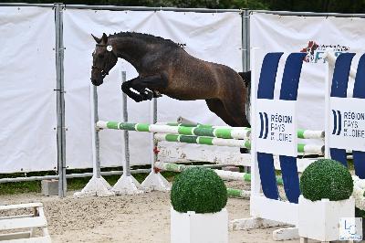 MAYSHEBBER DU ROQUET