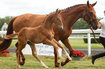 NEW HUNTER BELLALY AA