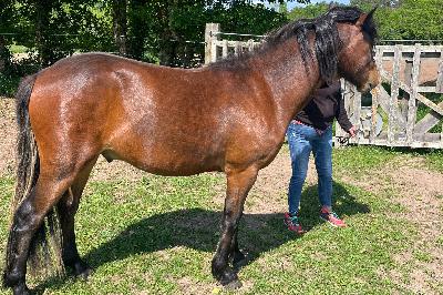 NON STOP DELA ROSALYS