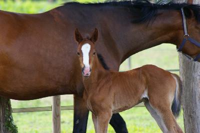 NAHELE DE L'ANDUZE  15 jours