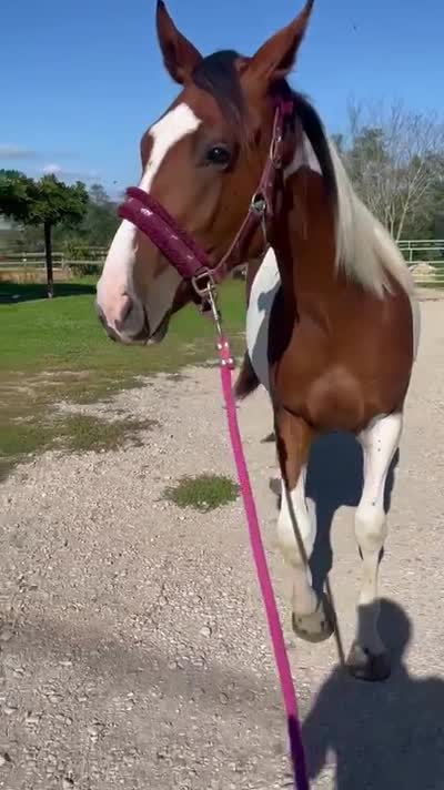 NALA DE HIEGE
