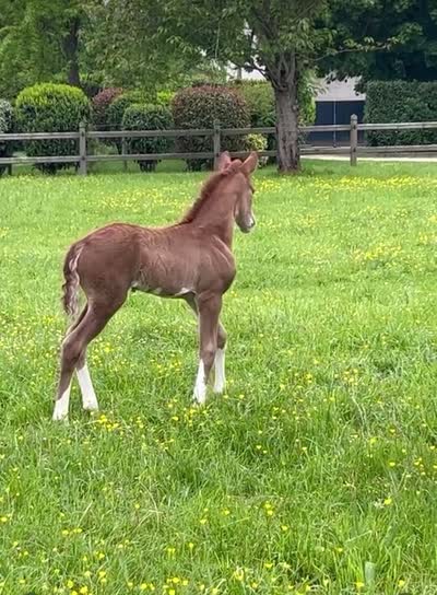 OVER THE RAINBOW HDB