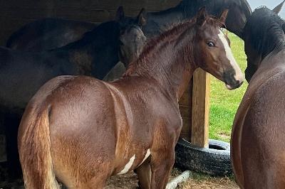 OVER THE RAINBOW HDB