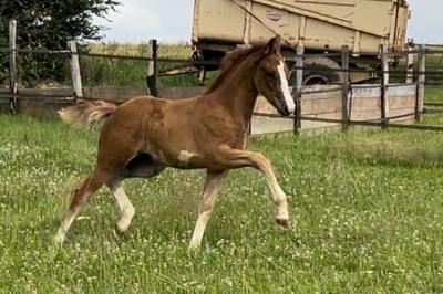 OVER THE RAINBOW HDB