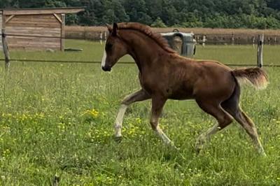 OVER THE RAINBOW HDB