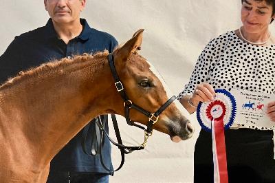 OVER THE RAINBOW HDB