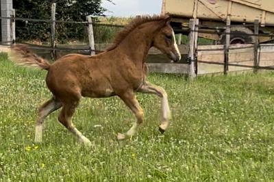 OVER THE RAINBOW HDB