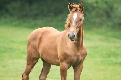 ORTIE DU GUILLY