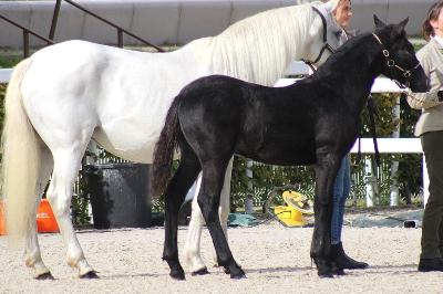 OPTIMUM D&#039;ESTEL