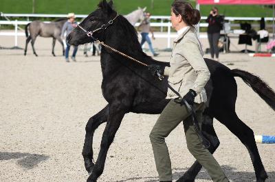 OPTIMUM D&#039;ESTEL