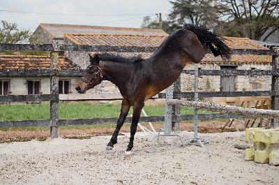 DJANGO V DE LOENSDELLE