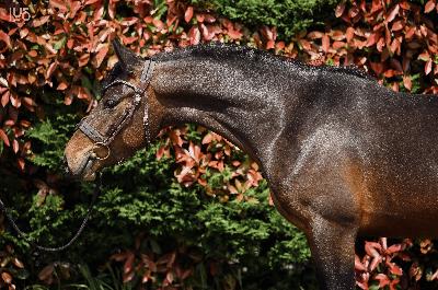 DJANGO V DE LOENSDELLE