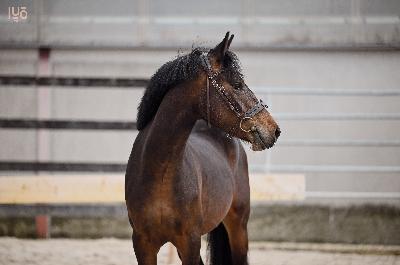 DJANGO V DE LOENSDELLE