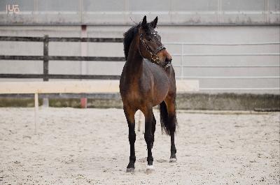 DJANGO V DE LOENSDELLE