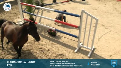 National Poney Fran&ccedil;ais de Selle - 2023-08-16