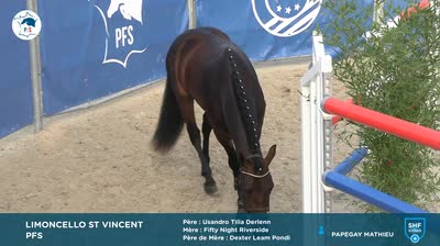 National Poney Fran&ccedil;ais de Selle - 2023-08-16