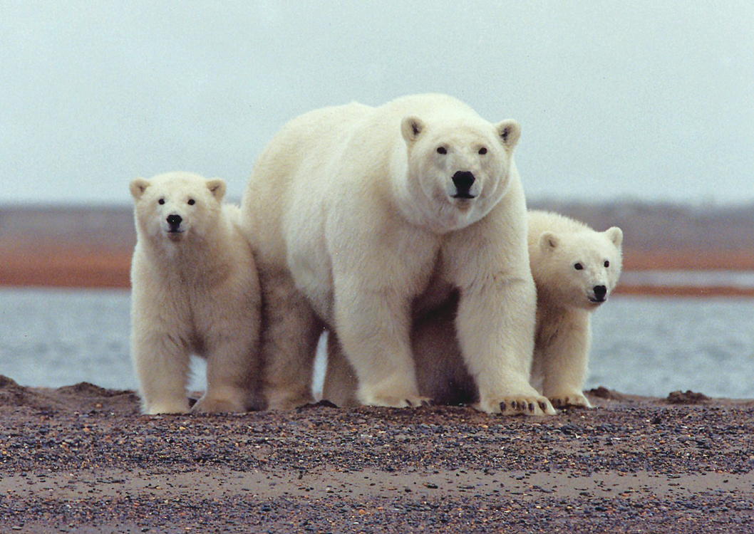 arctic warming alert moves