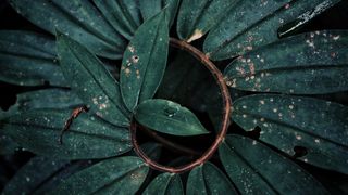 Indigenous Studies Seminar with Elaine Cristina Guedes Wanderley Parintintin:  Indigenous Archaeology in Brazil