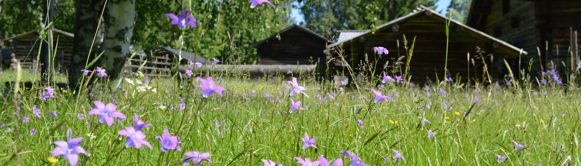 Edessä niitty, jossa kasvaa kissankelloja. Takana näkyy ruskeita hirsirakennuksia. Värivalokuva.