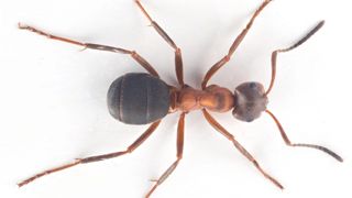 Koko perheen muurahaistyöpaja Tvärminnessä