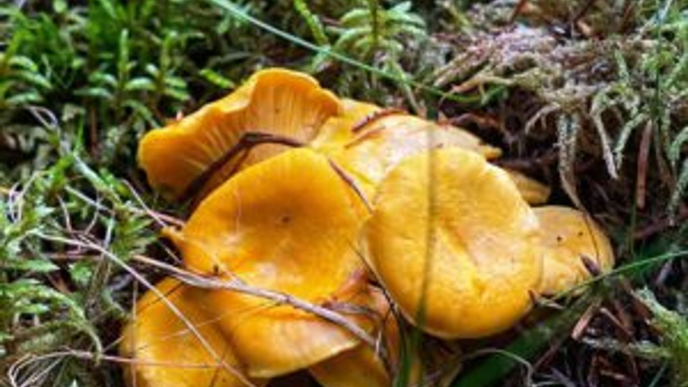 27.9. Mushroom Picking Trip