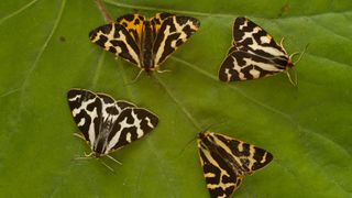 Symposium on Balanced Polymorphisms