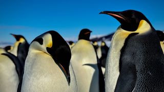 Talvilomaohjelmaa Tvärminnen eläintieteellisellä asemalla