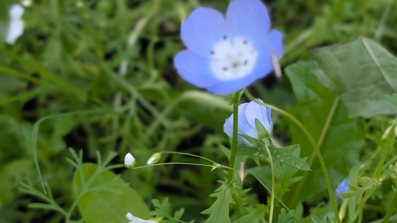 10.5. Äidin paras kotakattaus: Ahvenfileetä ja raparperiherkkuja nuotiolla, Reijola