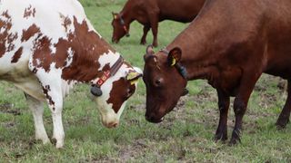 Viikin tutkimustilan laitumellelasku