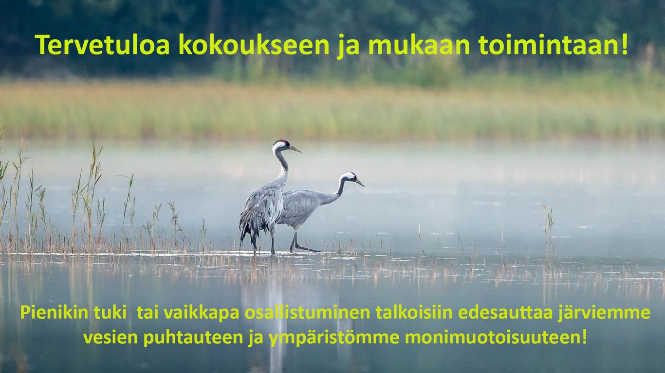 Kuvassa kurkipari kahlaa rantavedessä.