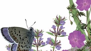 Luonto-opastus: Tvärminnen eläintieteellisen aseman ainutlaatuinen monimuotoisuus