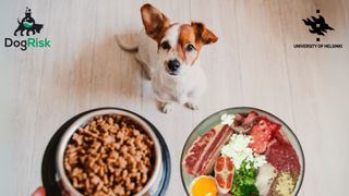 The 7th DogRisk Seminar