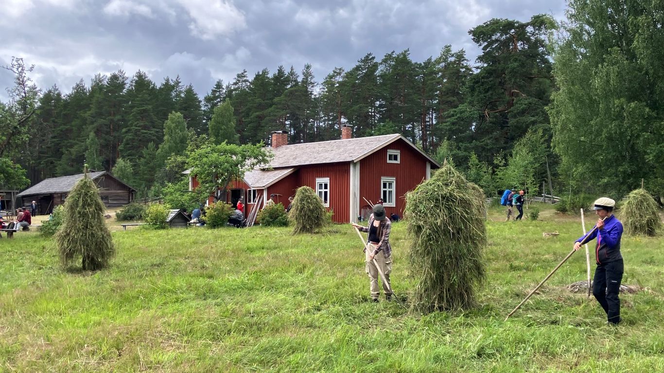Ihmiset haravoivat heinää, kuvassa on heinäseipäit