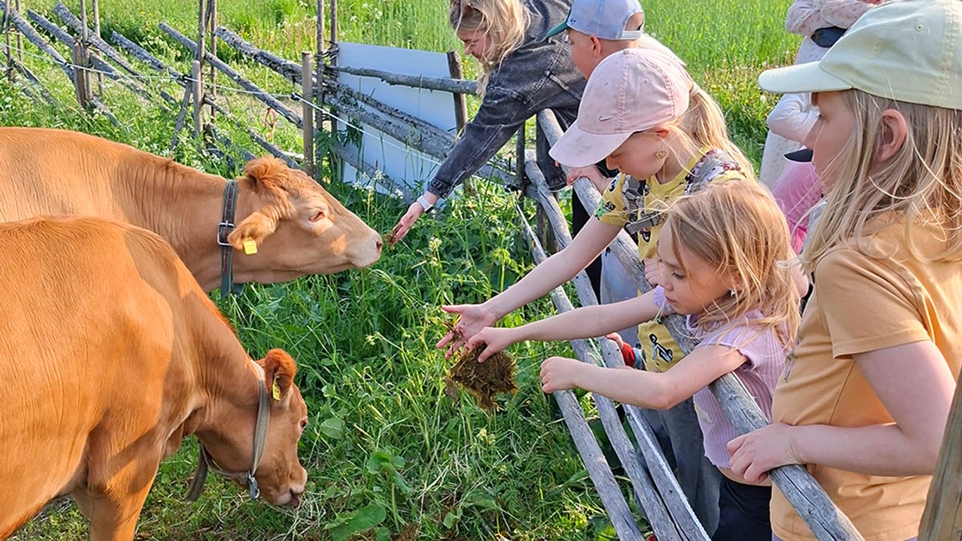 Lapsia tarjoamassa herkkua kahdelle naudalle