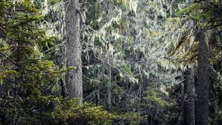 Museokortti-klubi: Opastus Kotina metsä -näyttelyyn