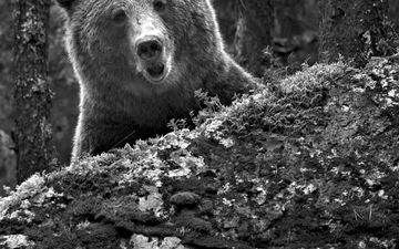 3GP aasi alaiset porno video-