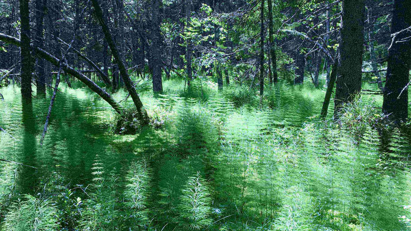 Löydä metsän aika – tarinallinen metsäretki