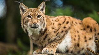 Ilvesilta Lammin biologisen aseman Ilves-salissa