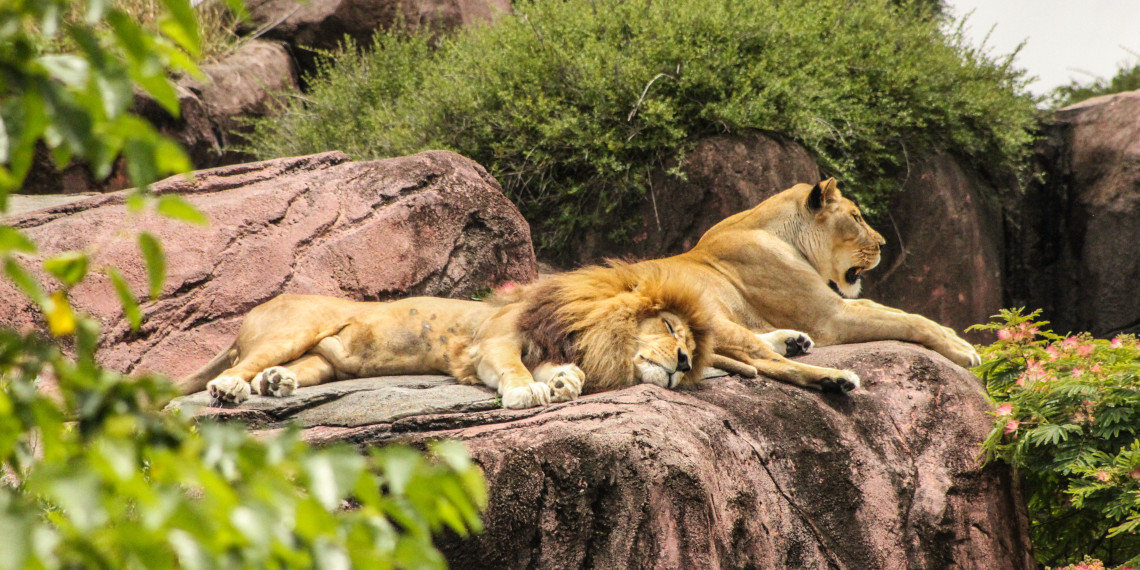 Partez à Beauval avec FlixBus Se rendre au Zoo de Beauval