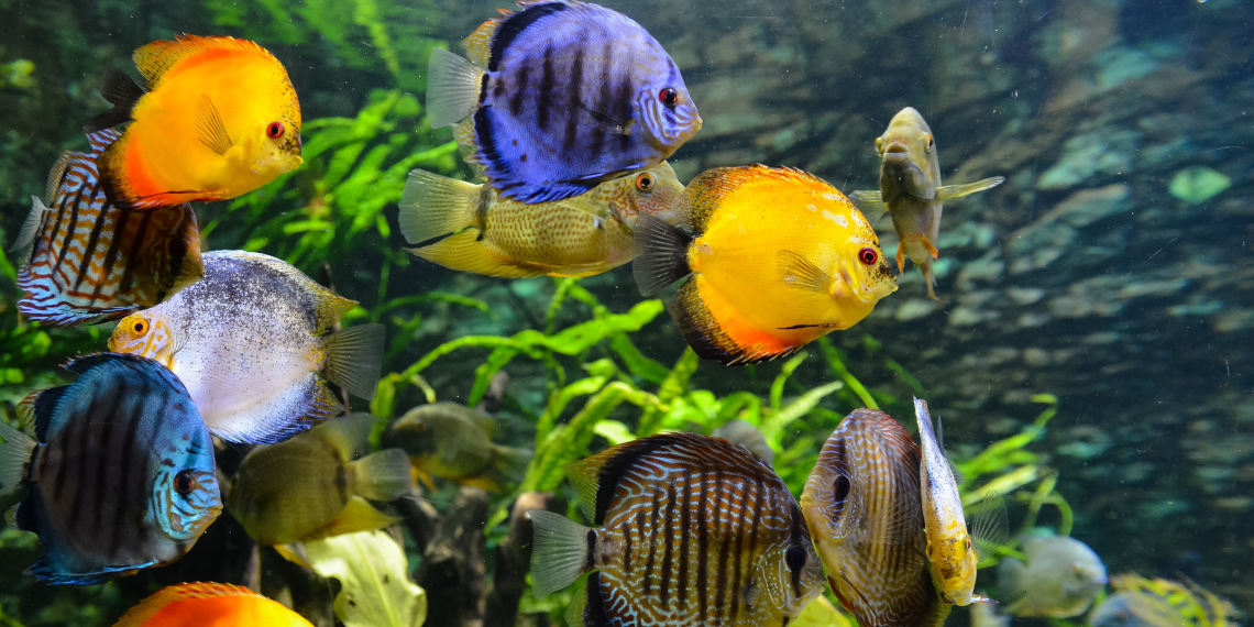 FlixBus vous enmène à l'aquarium Visitez les plus beaux aquariums