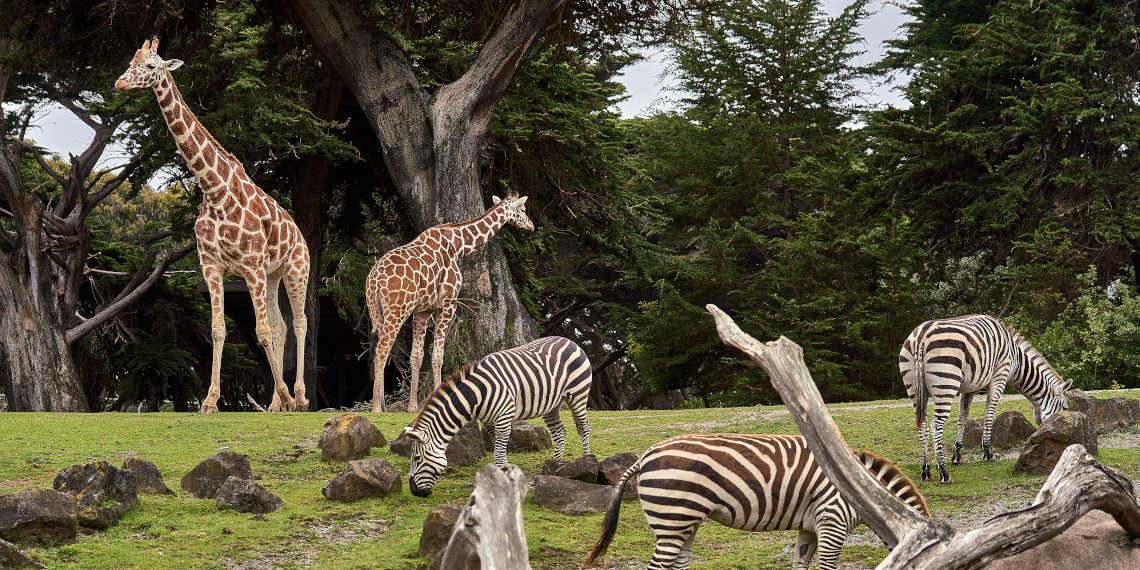 FlixBus takes you to Houston Visit the zoo in Houston
